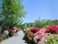 写真：つつじ公園