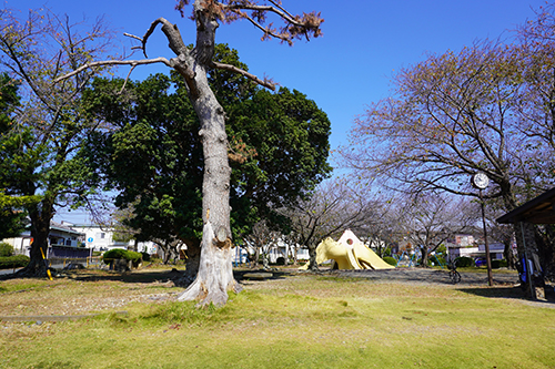 写真：丸山公園