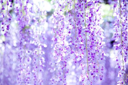 写真：フジの花