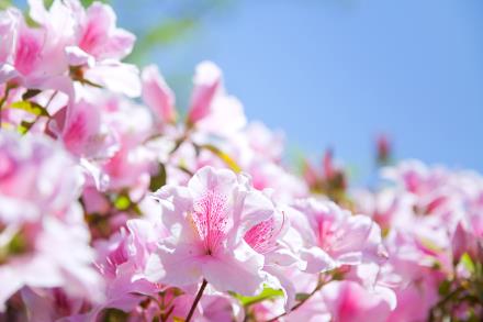 写真：ツツジの花