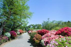 写真：赤・ピンクなど色とりどりの花がさいているツツジ