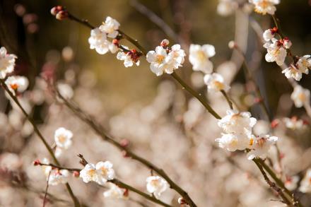 写真：梅の花