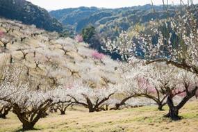 写真：白・ピンクの花をつけるたくさんの梅