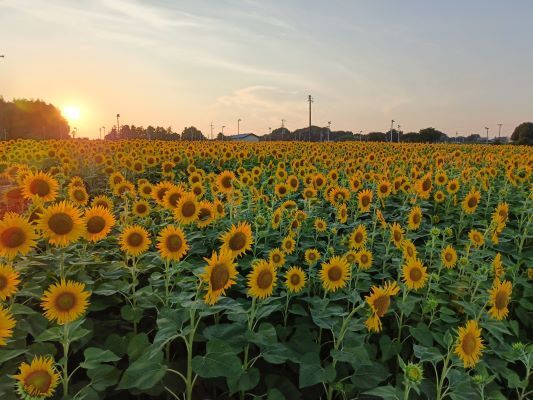 黄金の海に沈む夕陽