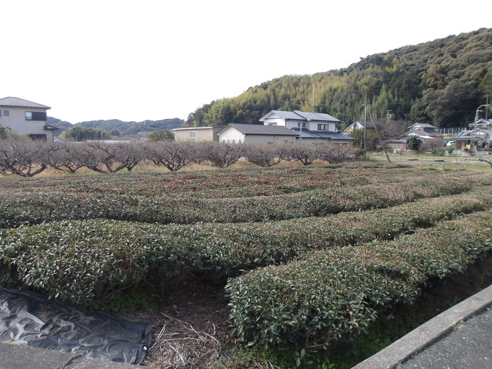 向笠竹之内65-2農地写真